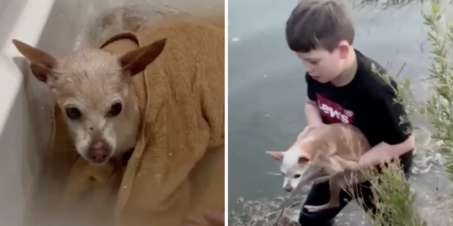 Missing dog