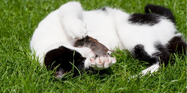 White cat with black spots