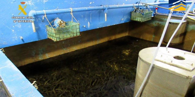 Seized eels