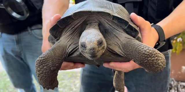 Galapagos Tortoise