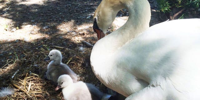 Faye the Swan