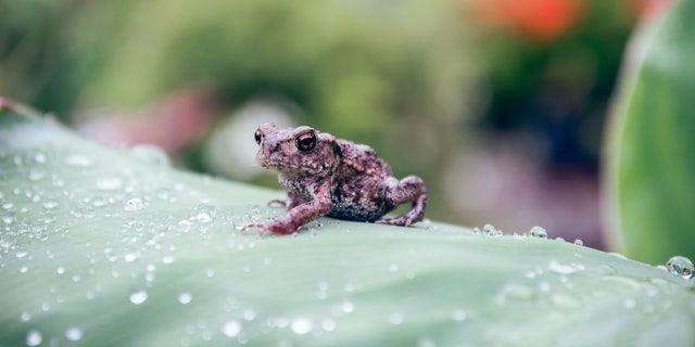 frog and raindrops