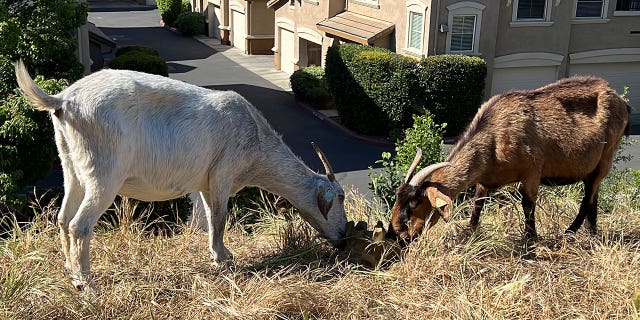 goats grazing in CA