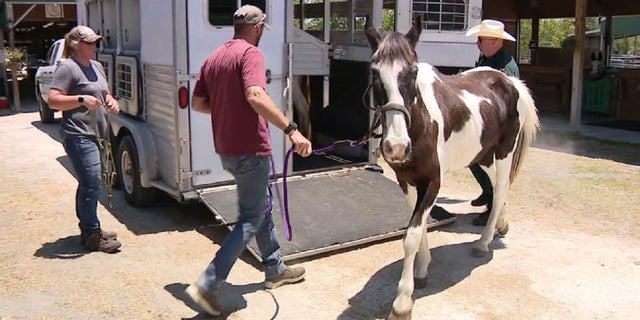 Horse academy closed in Florida