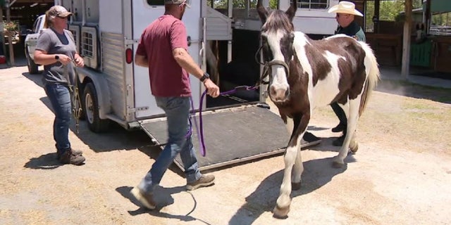 Horse academy closed in Florida