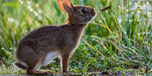 eastern cottontail rabbit