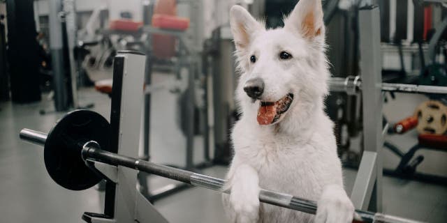 A white shepherd dog puts its paws on a weighted barbell.