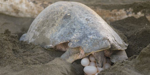 Nesting sea turtle looks at her eggs.