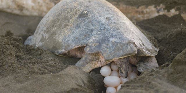 Nesting sea turtle looks at her eggs.