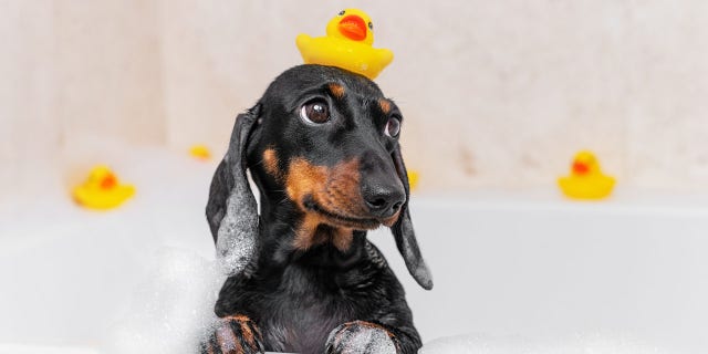 wiener dog yellow duck bathtub