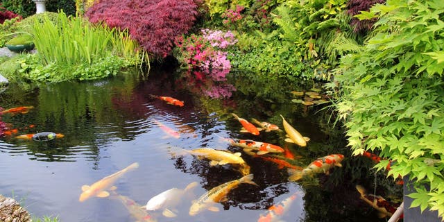 Koi fish swimming in a Japanese garden pond.
