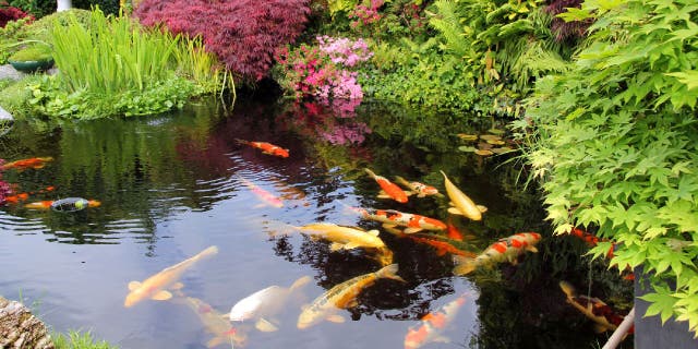 Koi fish swimming in a Japanese garden pond.