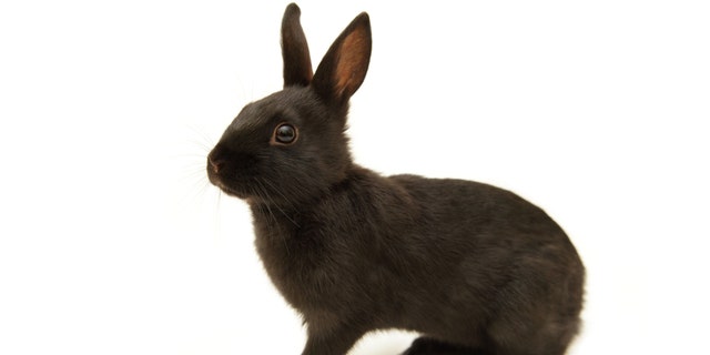 Rabbit black