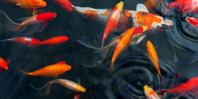 Closeup photo of koi swimming