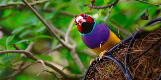 Low angle view of a Gouldian Finch (Erythrura gouldiae) in its nest in Key West.