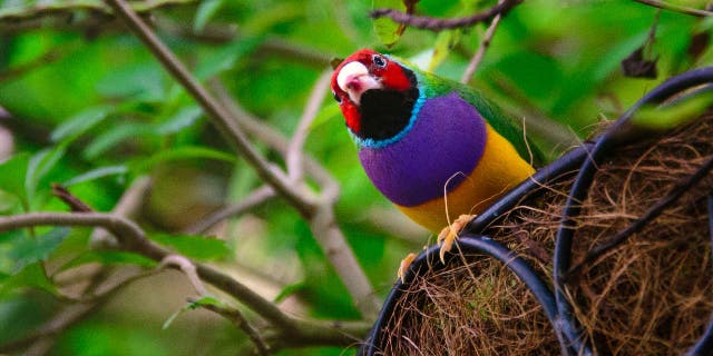 Low angle view of a Gouldian Finch (Erythrura gouldiae) in its nest in Key West.
