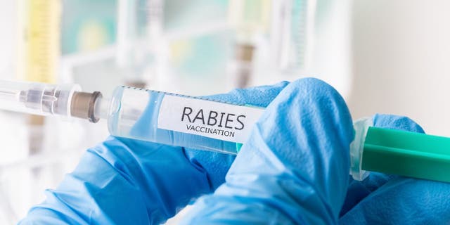 Rabies vaccination syringe held in gloved hand.