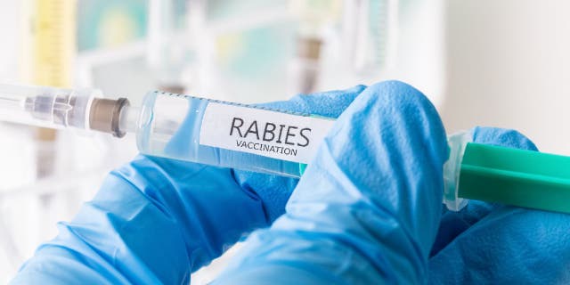 Rabies vaccination syringe held in gloved hand.