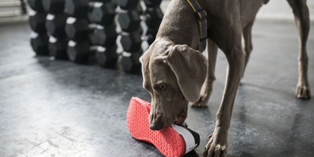 Weimaraner dog chewing a shoe at a gym.