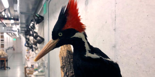 Ivory-billed woodpecker