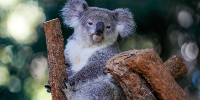 Koala