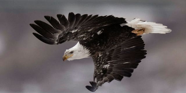 bald eagle flies