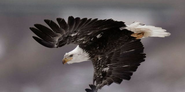 bald eagle flies