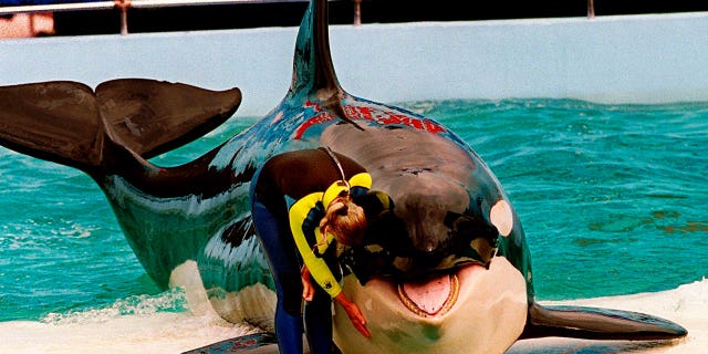 lolita the whale