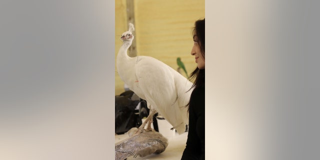 Elle Kaye's stuffed peacock