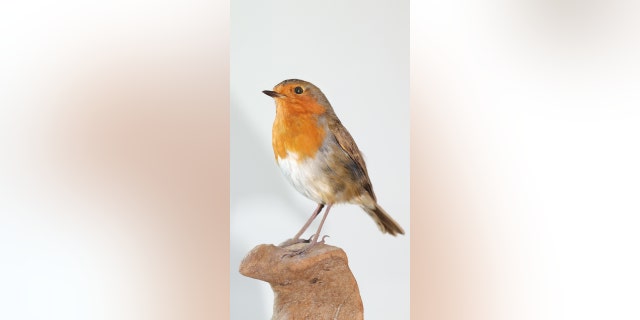 a stuffed bird done by Elle Kaye of the U.K.