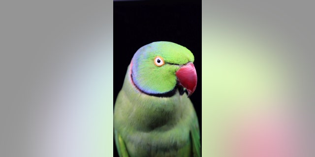 stuffed parrot made by Elle Kaye