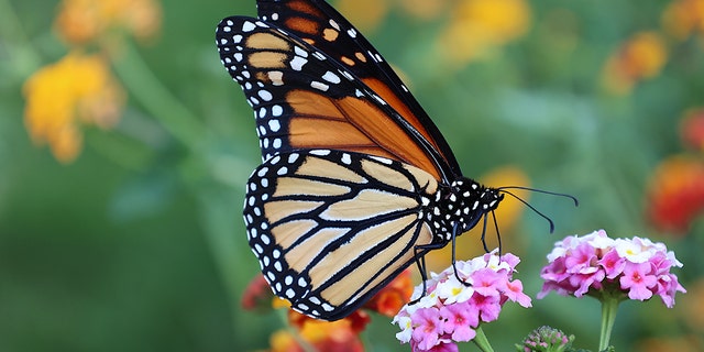 monarch butterfly endangered