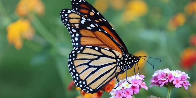 monarch butterfly endangered