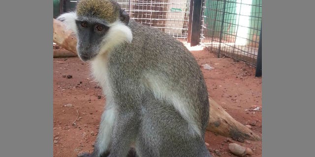 monkey