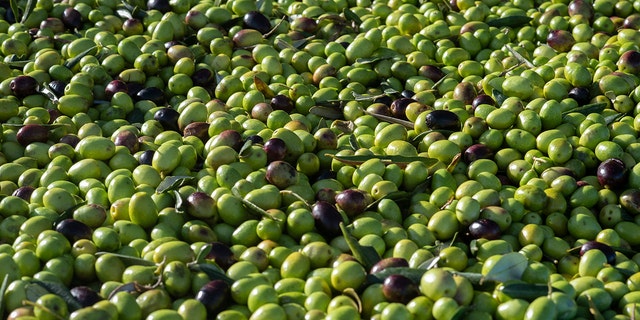 Thousands of ripe olives