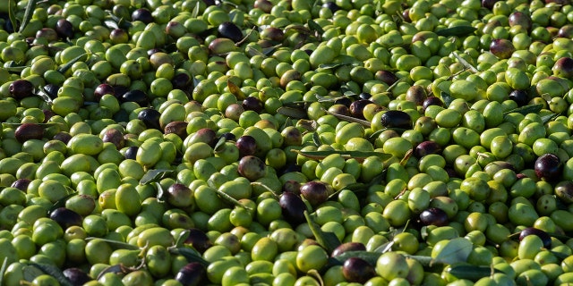 Thousands of ripe olives