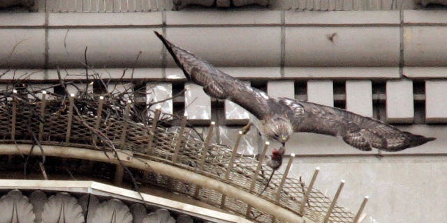 Pale Male