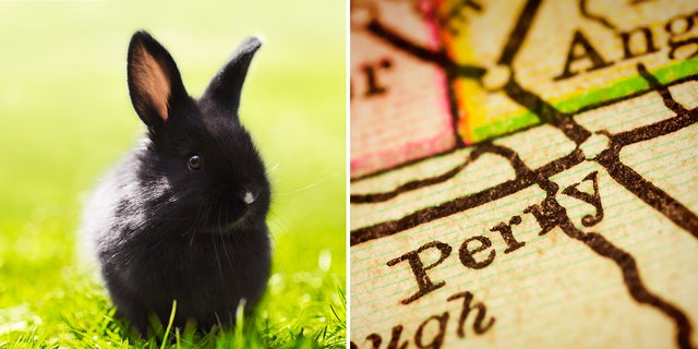 Rabbit running loose in Iowa neighborhood reportedly bites residents: 'Misunderstood creatures'  at george magazine