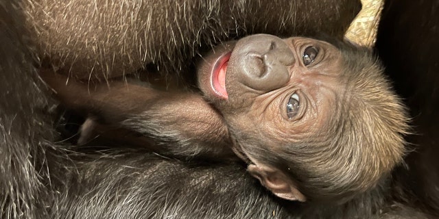 Small gorilla being held