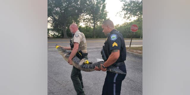 Police officers carrying alligator