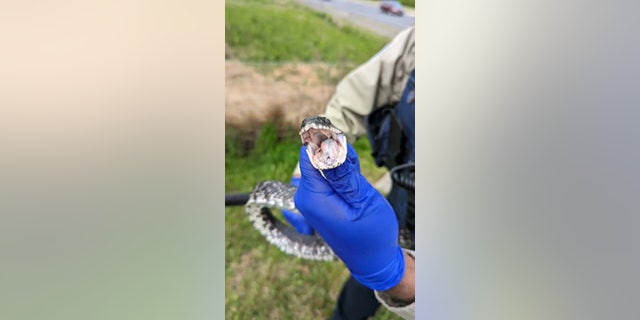 animal control officer holding eastern rat snake