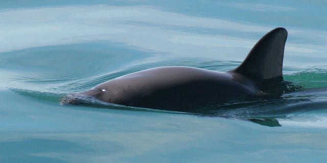 Vaquita porpoises