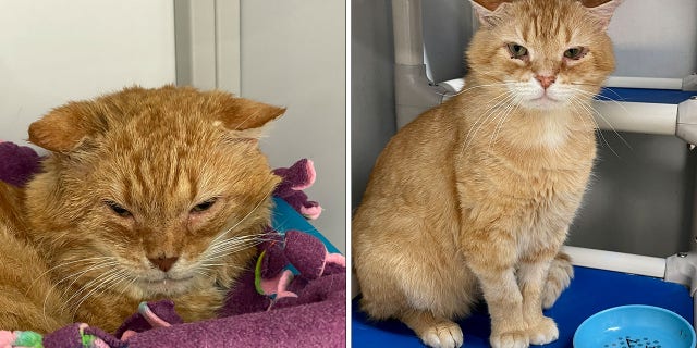 orange cat glow up