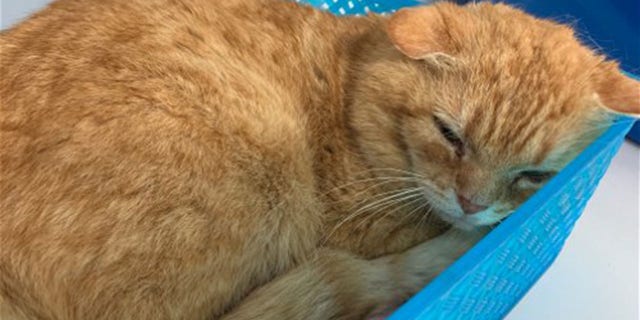 Orange cat sleeping