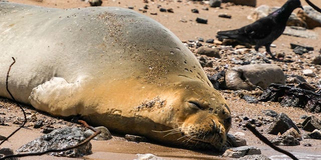 Mediterranean monk seal