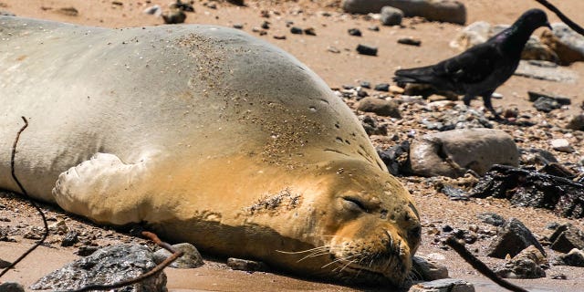 Mediterranean monk seal