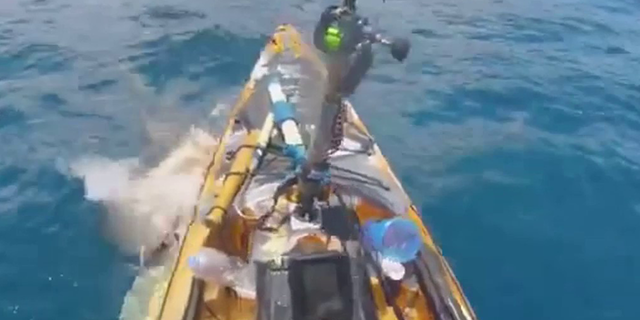 Shark attacks kayak