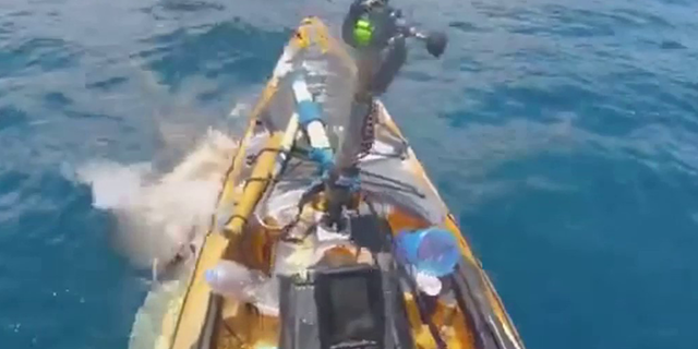 Shark attacks kayak