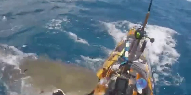 Tiger shark attacks fisherman's kayak