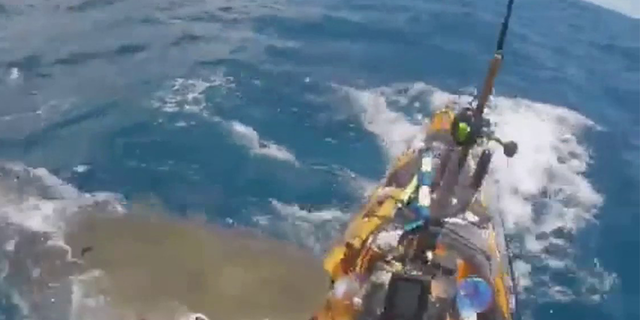 Tiger shark attacks fisherman's kayak